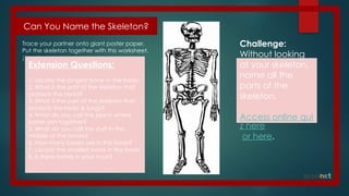 Exploring the Human Skeleton: Structure, Function, and Health | PPTX