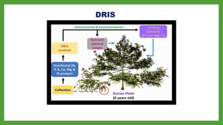 diagnostics, estimation and application of nutrient requirements in ...