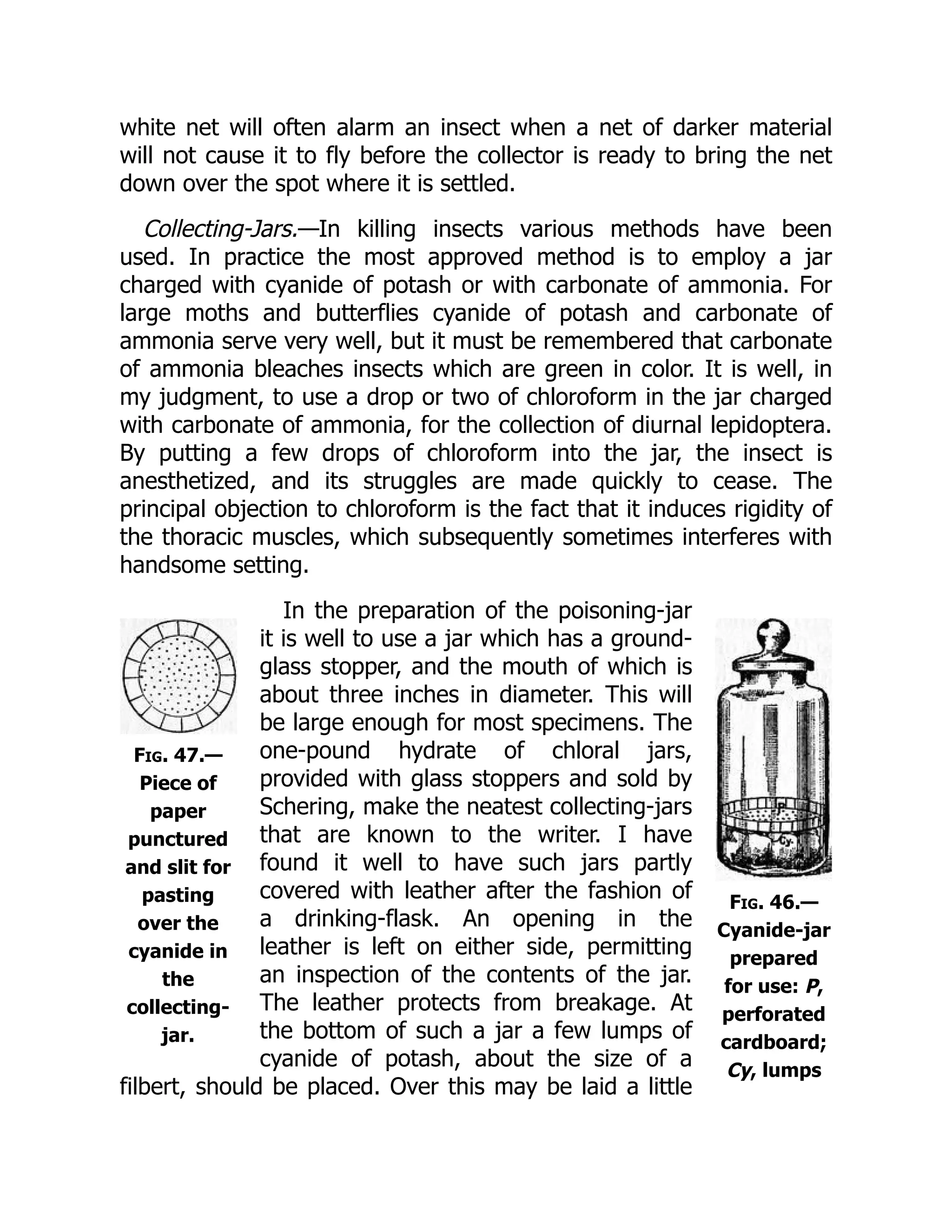 Fig. 46.—
Cyanide-jar
prepared
for use: P,
perforated
cardboard;
Cy, lumps
Fig. 47.—
Piece of
paper
punctured
and slit for
pasting
over the
cyanide in
the
collecting-
jar.
white net will often alarm an insect when a net of darker material
will not cause it to fly before the collector is ready to bring the net
down over the spot where it is settled.
Collecting-Jars.—In killing insects various methods have been
used. In practice the most approved method is to employ a jar
charged with cyanide of potash or with carbonate of ammonia. For
large moths and butterflies cyanide of potash and carbonate of
ammonia serve very well, but it must be remembered that carbonate
of ammonia bleaches insects which are green in color. It is well, in
my judgment, to use a drop or two of chloroform in the jar charged
with carbonate of ammonia, for the collection of diurnal lepidoptera.
By putting a few drops of chloroform into the jar, the insect is
anesthetized, and its struggles are made quickly to cease. The
principal objection to chloroform is the fact that it induces rigidity of
the thoracic muscles, which subsequently sometimes interferes with
handsome setting.
In the preparation of the poisoning-jar
it is well to use a jar which has a ground-
glass stopper, and the mouth of which is
about three inches in diameter. This will
be large enough for most specimens. The
one-pound hydrate of chloral jars,
provided with glass stoppers and sold by
Schering, make the neatest collecting-jars
that are known to the writer. I have
found it well to have such jars partly
covered with leather after the fashion of
a drinking-flask. An opening in the
leather is left on either side, permitting
an inspection of the contents of the jar.
The leather protects from breakage. At
the bottom of such a jar a few lumps of
cyanide of potash, about the size of a
filbert, should be placed. Over this may be laid a little
 