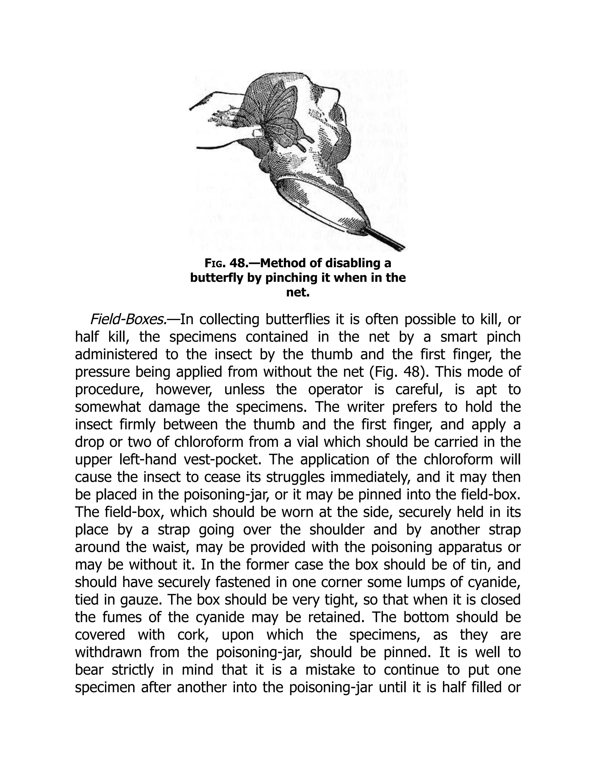 Fig. 48.—Method of disabling a
butterfly by pinching it when in the
net.
Field-Boxes.—In collecting butterflies it is often possible to kill, or
half kill, the specimens contained in the net by a smart pinch
administered to the insect by the thumb and the first finger, the
pressure being applied from without the net (Fig. 48). This mode of
procedure, however, unless the operator is careful, is apt to
somewhat damage the specimens. The writer prefers to hold the
insect firmly between the thumb and the first finger, and apply a
drop or two of chloroform from a vial which should be carried in the
upper left-hand vest-pocket. The application of the chloroform will
cause the insect to cease its struggles immediately, and it may then
be placed in the poisoning-jar, or it may be pinned into the field-box.
The field-box, which should be worn at the side, securely held in its
place by a strap going over the shoulder and by another strap
around the waist, may be provided with the poisoning apparatus or
may be without it. In the former case the box should be of tin, and
should have securely fastened in one corner some lumps of cyanide,
tied in gauze. The box should be very tight, so that when it is closed
the fumes of the cyanide may be retained. The bottom should be
covered with cork, upon which the specimens, as they are
withdrawn from the poisoning-jar, should be pinned. It is well to
bear strictly in mind that it is a mistake to continue to put one
specimen after another into the poisoning-jar until it is half filled or
 