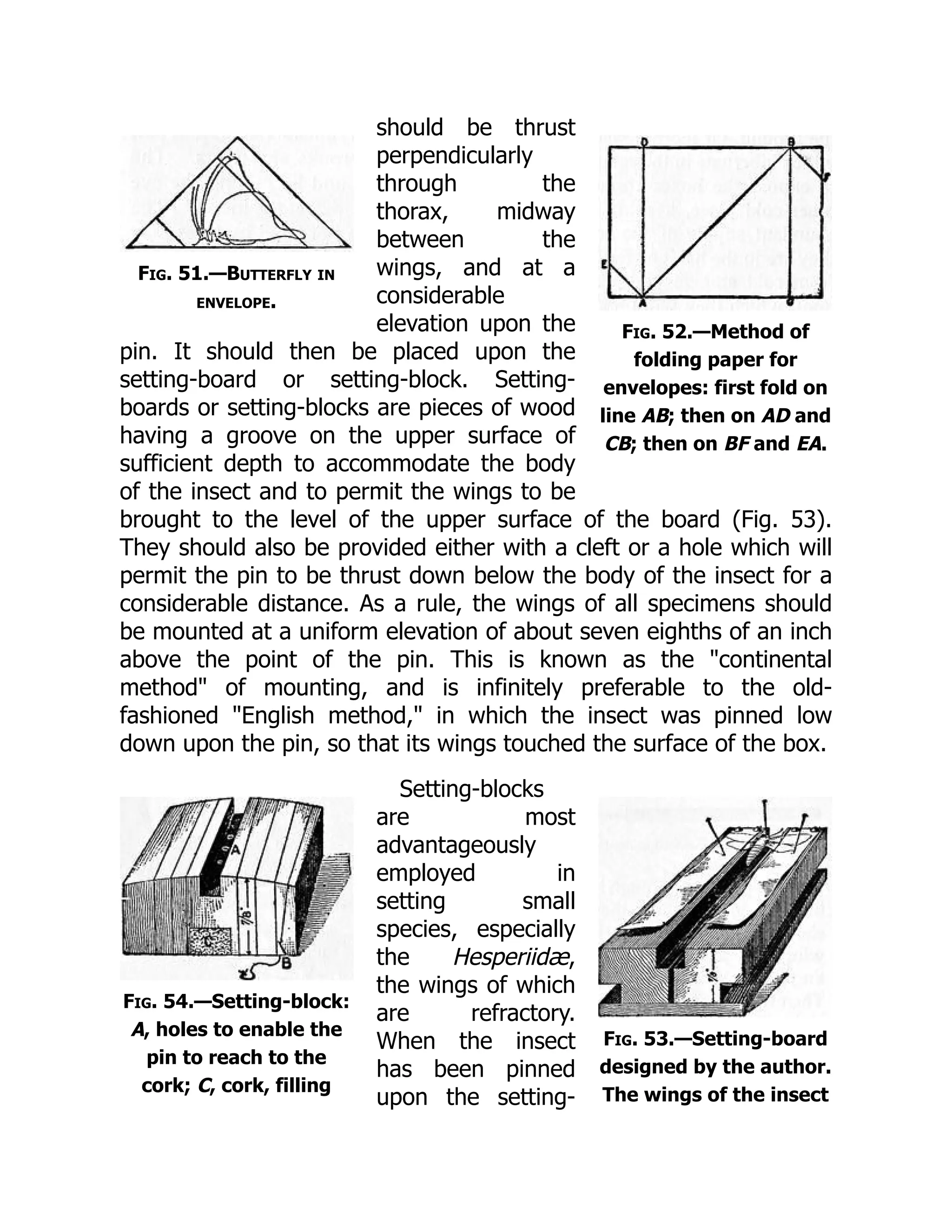 Fig. 51.—Butterfly in
envelope.
Fig. 52.—Method of
folding paper for
envelopes: first fold on
line AB; then on AD and
CB; then on BF and EA.
Fig. 53.—Setting-board
designed by the author.
The wings of the insect
Fig. 54.—Setting-block:
A, holes to enable the
pin to reach to the
cork; C, cork, filling
should be thrust
perpendicularly
through the
thorax, midway
between the
wings, and at a
considerable
elevation upon the
pin. It should then be placed upon the
setting-board or setting-block. Setting-
boards or setting-blocks are pieces of wood
having a groove on the upper surface of
sufficient depth to accommodate the body
of the insect and to permit the wings to be
brought to the level of the upper surface of the board (Fig. 53).
They should also be provided either with a cleft or a hole which will
permit the pin to be thrust down below the body of the insect for a
considerable distance. As a rule, the wings of all specimens should
be mounted at a uniform elevation of about seven eighths of an inch
above the point of the pin. This is known as the "continental
method" of mounting, and is infinitely preferable to the old-
fashioned "English method," in which the insect was pinned low
down upon the pin, so that its wings touched the surface of the box.
Setting-blocks
are most
advantageously
employed in
setting small
species, especially
the Hesperiidæ,
the wings of which
are refractory.
When the insect
has been pinned
upon the setting-
 