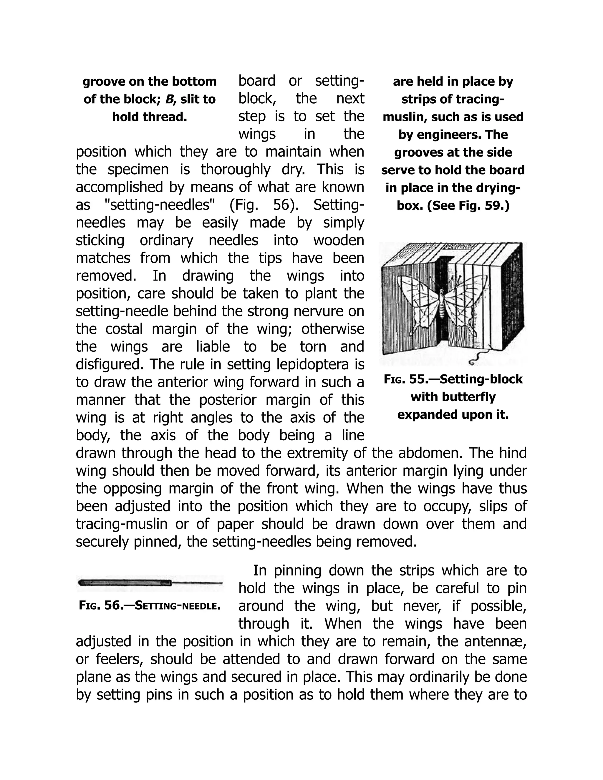 are held in place by
strips of tracing-
muslin, such as is used
by engineers. The
grooves at the side
serve to hold the board
in place in the drying-
box. (See Fig. 59.)
groove on the bottom
of the block; B, slit to
hold thread.
Fig. 55.—Setting-block
with butterfly
expanded upon it.
Fig. 56.—Setting-needle.
board or setting-
block, the next
step is to set the
wings in the
position which they are to maintain when
the specimen is thoroughly dry. This is
accomplished by means of what are known
as "setting-needles" (Fig. 56). Setting-
needles may be easily made by simply
sticking ordinary needles into wooden
matches from which the tips have been
removed. In drawing the wings into
position, care should be taken to plant the
setting-needle behind the strong nervure on
the costal margin of the wing; otherwise
the wings are liable to be torn and
disfigured. The rule in setting lepidoptera is
to draw the anterior wing forward in such a
manner that the posterior margin of this
wing is at right angles to the axis of the
body, the axis of the body being a line
drawn through the head to the extremity of the abdomen. The hind
wing should then be moved forward, its anterior margin lying under
the opposing margin of the front wing. When the wings have thus
been adjusted into the position which they are to occupy, slips of
tracing-muslin or of paper should be drawn down over them and
securely pinned, the setting-needles being removed.
In pinning down the strips which are to
hold the wings in place, be careful to pin
around the wing, but never, if possible,
through it. When the wings have been
adjusted in the position in which they are to remain, the antennæ,
or feelers, should be attended to and drawn forward on the same
plane as the wings and secured in place. This may ordinarily be done
by setting pins in such a position as to hold them where they are to
 