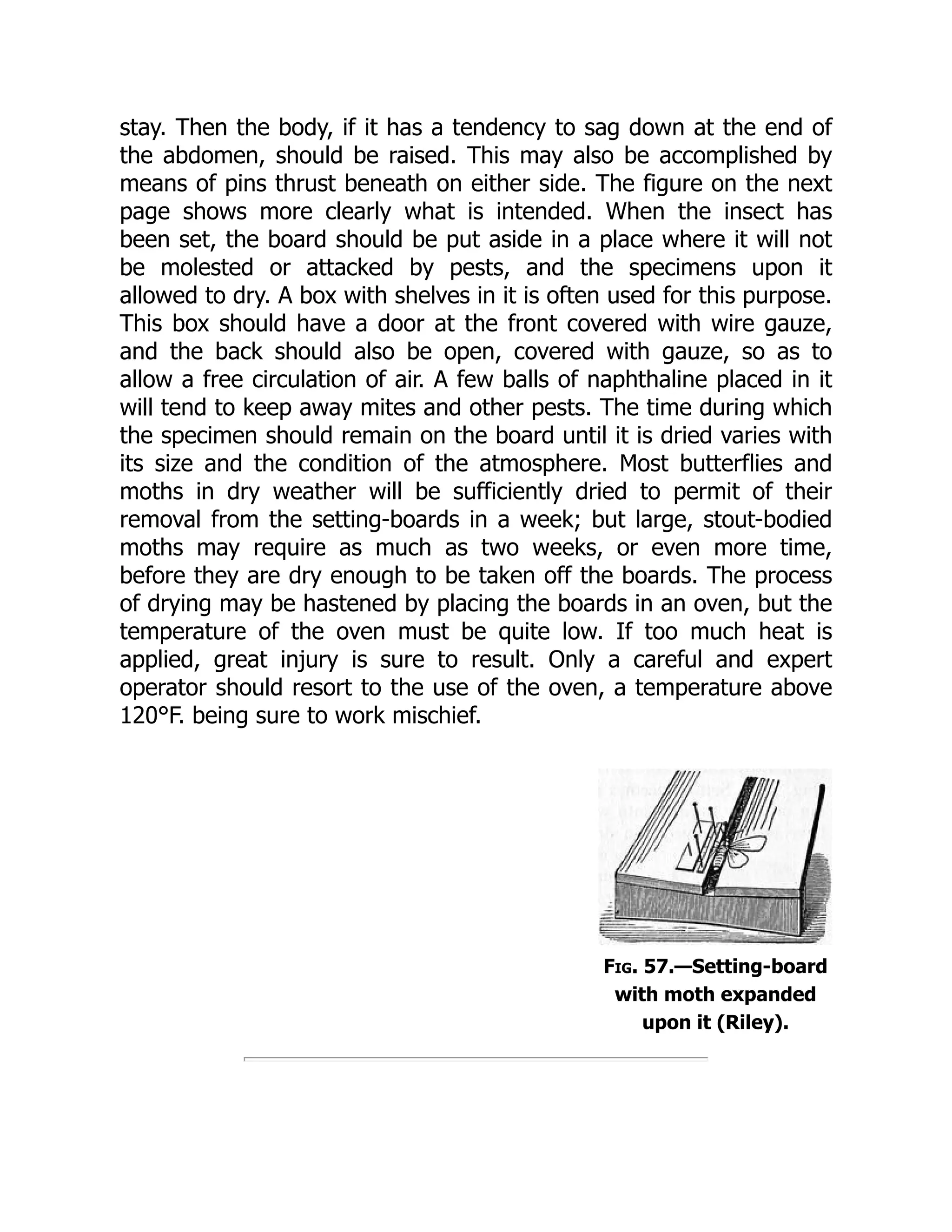Fig. 57.—Setting-board
with moth expanded
upon it (Riley).
stay. Then the body, if it has a tendency to sag down at the end of
the abdomen, should be raised. This may also be accomplished by
means of pins thrust beneath on either side. The figure on the next
page shows more clearly what is intended. When the insect has
been set, the board should be put aside in a place where it will not
be molested or attacked by pests, and the specimens upon it
allowed to dry. A box with shelves in it is often used for this purpose.
This box should have a door at the front covered with wire gauze,
and the back should also be open, covered with gauze, so as to
allow a free circulation of air. A few balls of naphthaline placed in it
will tend to keep away mites and other pests. The time during which
the specimen should remain on the board until it is dried varies with
its size and the condition of the atmosphere. Most butterflies and
moths in dry weather will be sufficiently dried to permit of their
removal from the setting-boards in a week; but large, stout-bodied
moths may require as much as two weeks, or even more time,
before they are dry enough to be taken off the boards. The process
of drying may be hastened by placing the boards in an oven, but the
temperature of the oven must be quite low. If too much heat is
applied, great injury is sure to result. Only a careful and expert
operator should resort to the use of the oven, a temperature above
120°F. being sure to work mischief.
 