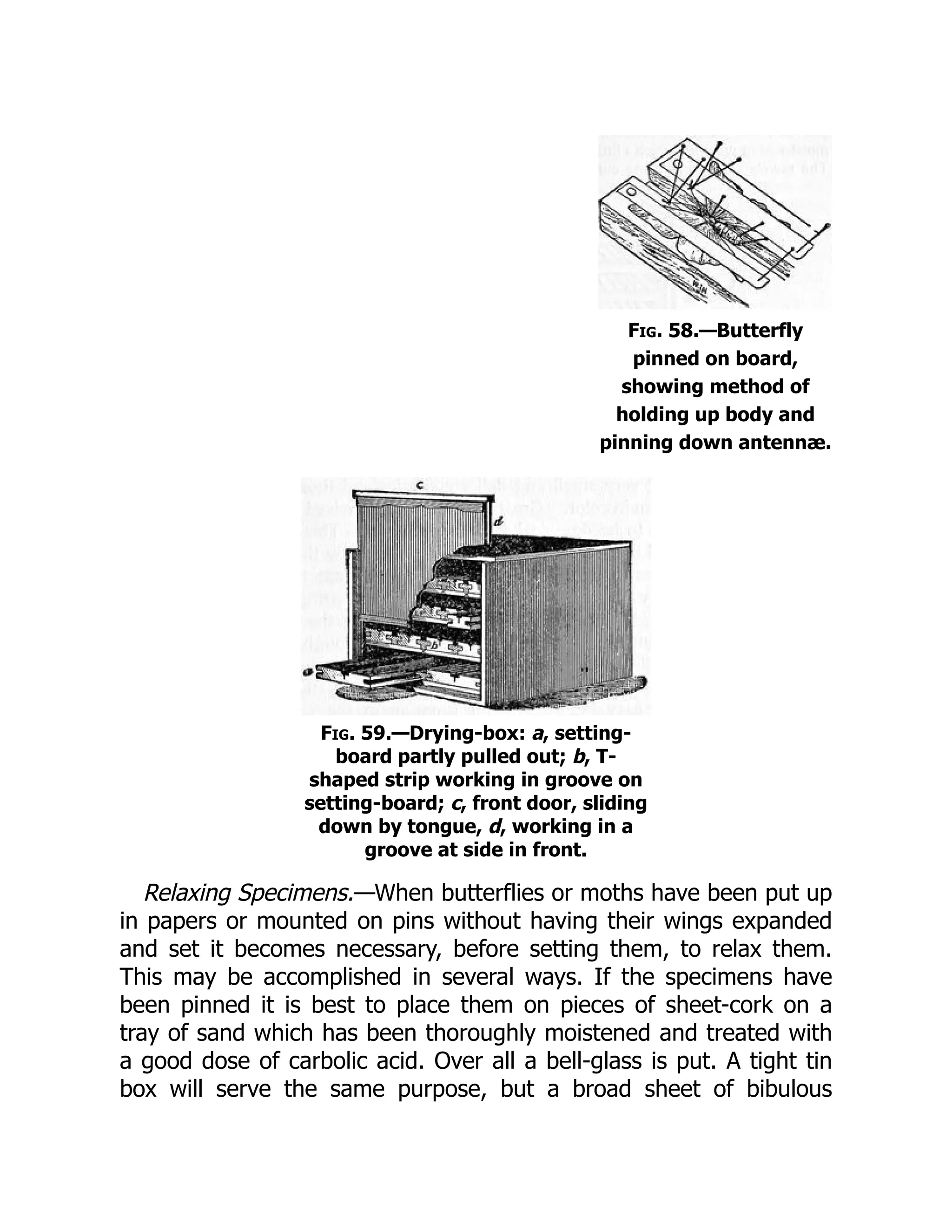 Fig. 58.—Butterfly
pinned on board,
showing method of
holding up body and
pinning down antennæ.
Fig. 59.—Drying-box: a, setting-
board partly pulled out; b, T-
shaped strip working in groove on
setting-board; c, front door, sliding
down by tongue, d, working in a
groove at side in front.
Relaxing Specimens.—When butterflies or moths have been put up
in papers or mounted on pins without having their wings expanded
and set it becomes necessary, before setting them, to relax them.
This may be accomplished in several ways. If the specimens have
been pinned it is best to place them on pieces of sheet-cork on a
tray of sand which has been thoroughly moistened and treated with
a good dose of carbolic acid. Over all a bell-glass is put. A tight tin
box will serve the same purpose, but a broad sheet of bibulous
 