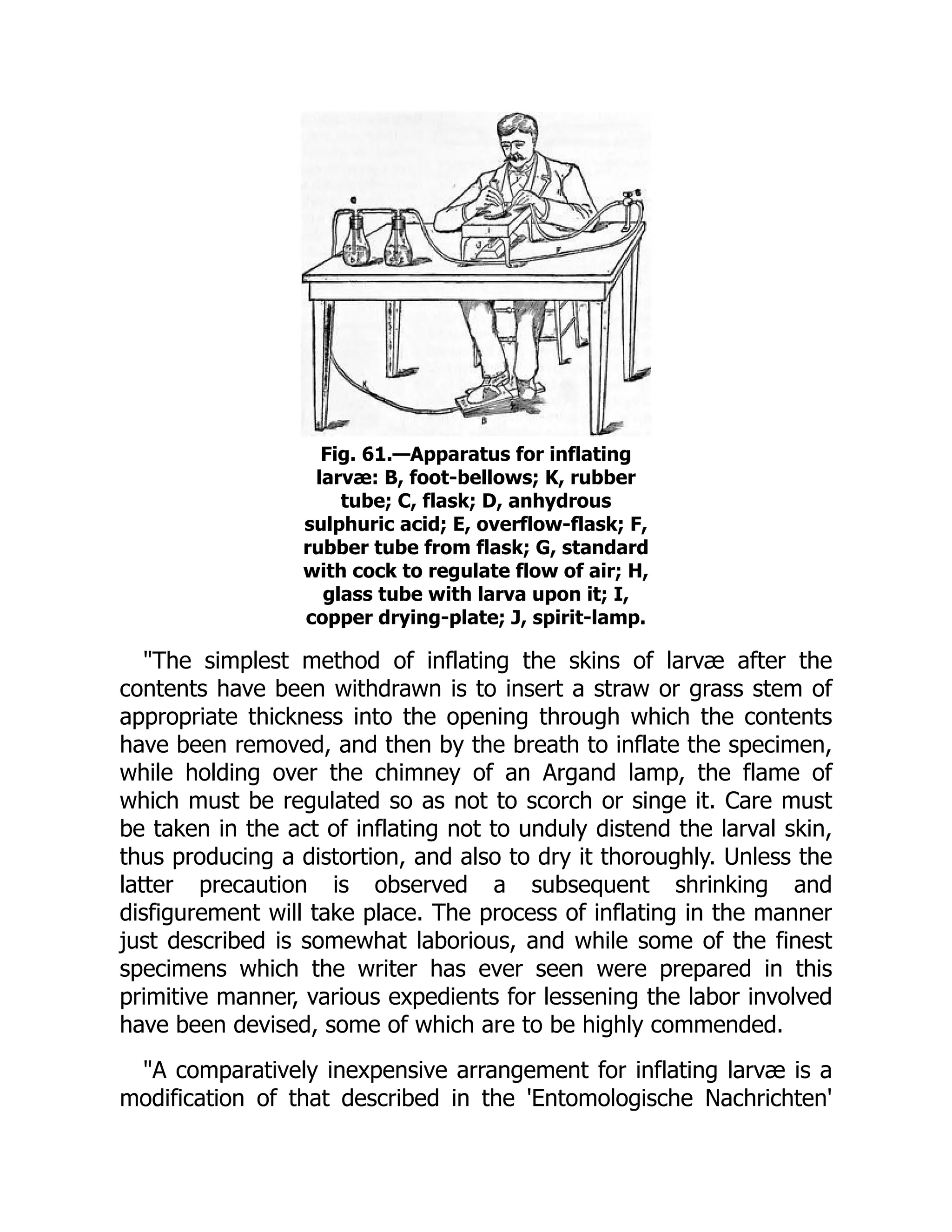 Fig. 61.—Apparatus for inflating
larvæ: B, foot-bellows; K, rubber
tube; C, flask; D, anhydrous
sulphuric acid; E, overflow-flask; F,
rubber tube from flask; G, standard
with cock to regulate flow of air; H,
glass tube with larva upon it; I,
copper drying-plate; J, spirit-lamp.
"The simplest method of inflating the skins of larvæ after the
contents have been withdrawn is to insert a straw or grass stem of
appropriate thickness into the opening through which the contents
have been removed, and then by the breath to inflate the specimen,
while holding over the chimney of an Argand lamp, the flame of
which must be regulated so as not to scorch or singe it. Care must
be taken in the act of inflating not to unduly distend the larval skin,
thus producing a distortion, and also to dry it thoroughly. Unless the
latter precaution is observed a subsequent shrinking and
disfigurement will take place. The process of inflating in the manner
just described is somewhat laborious, and while some of the finest
specimens which the writer has ever seen were prepared in this
primitive manner, various expedients for lessening the labor involved
have been devised, some of which are to be highly commended.
"A comparatively inexpensive arrangement for inflating larvæ is a
modification of that described in the 'Entomologische Nachrichten'
 