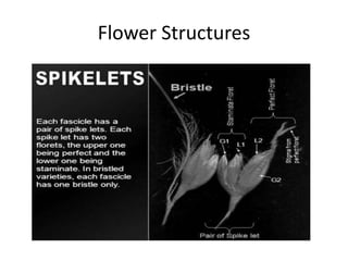Millets Structure Inflorescence, Flower, Flower structures, Mode of Pollination, Seed ...
