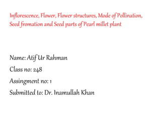 Inflorescence, Flower, Flower structures, Mode of Pollination,
Seed fromation and Seed parts of Pearl millet plant
Name: Atif Ur Rahman
Class no: 248
Assingment no: 1
Submitted to: Dr. Inamullah Khan
 