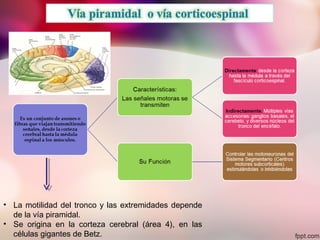 • La motilidad del tronco y las extremidades depende
de la vía piramidal.
• Se origina en la corteza cerebral (área 4), en las
células gigantes de Betz.
 