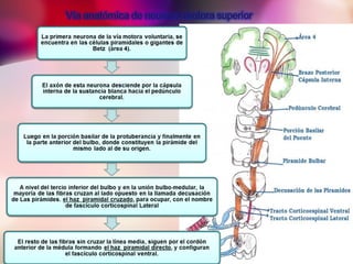 sindrome piramidal y extrapiramidal
