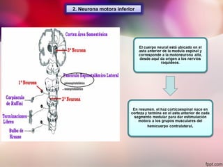 2. Neurona motora inferior
 