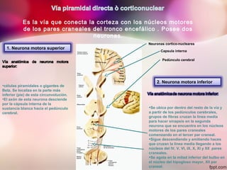 Es la vía que conecta la corteza con los núcleos motores
de los pares craneales del tronco encefálico . Posee dos
neuronas.
1. Neurona motora superior
•células piramidales o gigantes de
Betz. Se localiza en la parte más
inferior (pie) de esta circunvolución.
•El axón de esta neurona desciende
por la cápsula interna de la
sustancia blanca hacia el pedúnculo
cerebral.
2. Neurona motora inferior
•Se ubica por dentro del resto de la vía y
a partir de los pedúnculos cerebrales,
grupos de fibras cruzan la línea media
para hacer sinapsis en la segunda
neurona que se encuentra en los núcleos
motores de los pares craneales
comenzando en el tercer par craneal.
•Sigue descendiendo y emitiendo haces
que cruzan la línea media llegando a los
núcleos del IV, V, VI, IX, X, XI y XII pares
craneales.
•Se agota en la mitad inferior del bulbo en
el núcleo del hipogloso mayor, XII par
craneal.
Neuronas cortico-nucleares
Capsula interna
Pedùnculo cerebral
 