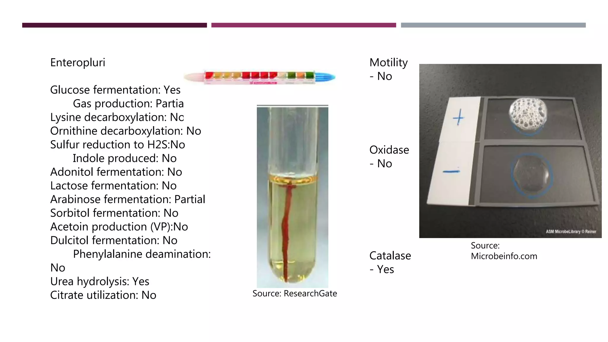 Micro Lab Final Presentation | PPTX