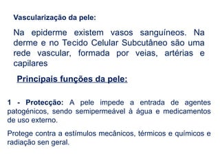 Vascularização da pele:
Na epiderme existem vasos sanguíneos. Na
derme e no Tecido Celular Subcutâneo são uma
rede vascular, formada por veias, artérias e
capilares
Principais funções da pele:
1 - Protecção: A pele impede a entrada de agentes
patogénicos, sendo semipermeável à água e medicamentos
de uso externo.
Protege contra a estímulos mecânicos, térmicos e químicos e
radiação sen geral.
 