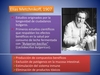 Elías Metchnikoff, 1907 
 Estudios originados por la 
longevidad de ciudadanos 
búlgaros. 
 Primeros estudios científicos 
que respaldan los efectos 
benéficos en la salud por 
consumo de leche fermentada 
con “Bulgarian bacillus” 
(Lactobacillus bulgaricus). 
Producción de compuestos benéficos 
Exclusión de patógenos en la mucosa intestinal. 
Estimulación del sistema inmune 
Eliminación de productos tóxicos 
 