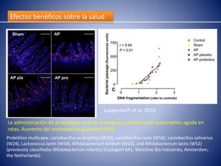 Efectos benéficos sobre la salud 
Lutgendorff et al, 2010 
La administración de probióticos reduce la apoptosis intestinal en pancreatitis aguda en 
ratas. Aumento del antioxidante glutatión (GSH) 
Probiótico multicepa: Lactobacillus acidophilus (W70), Lactobacillus casei (W56), Lactobacillus salivarius 
(W24), Lactococcus lactis (W58), Bifidobacterium bifidum (W23), and Bifidobacterium lactis (W52) 
(previously classifiedas Bifidobacterium infantis) (EcologicH 641, Winclove Bio Industries, Amsterdam, 
the Netherlands). 
 