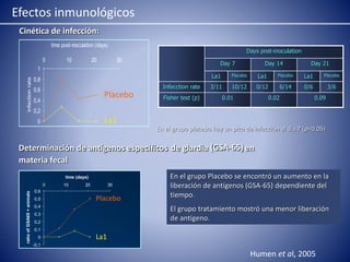 Cinética de infección: 
1 
0,8 
0,6 
0,4 
0,2 
0 
time post-inoculation (days) 
0 10 20 30 
infection rate 
Placebo 
La1 
Days post-inoculation 
Day 7 Day 14 Day 21 
La1 Placebo La1 Placebo La1 Placebo 
Infecction rate 3/11 10/12 0/12 6/14 0/6 3/6 
Fisher test (p) 0.01 0.02 0.09 
En el grupo placebo hay un pico de infección al día 7 (p=0.05) 
Determinación de antígenos específicos de giardia (GSA-65) en 
materia fecal 
0,6 
0,5 
0,4 
0,3 
0,2 
0,1 
0 
-0,1 
time (days) 
0 10 20 30 
ratio of GSA65 + animals 
Placebo 
La1 
En el grupo Placebo se encontró un aumento en la 
liberación de antígenos (GSA-65) dependiente del 
tiempo. 
El grupo tratamiento mostró una menor liberación 
de antígeno. 
Efectos inmunológicos 
Humen et al, 2005 
 