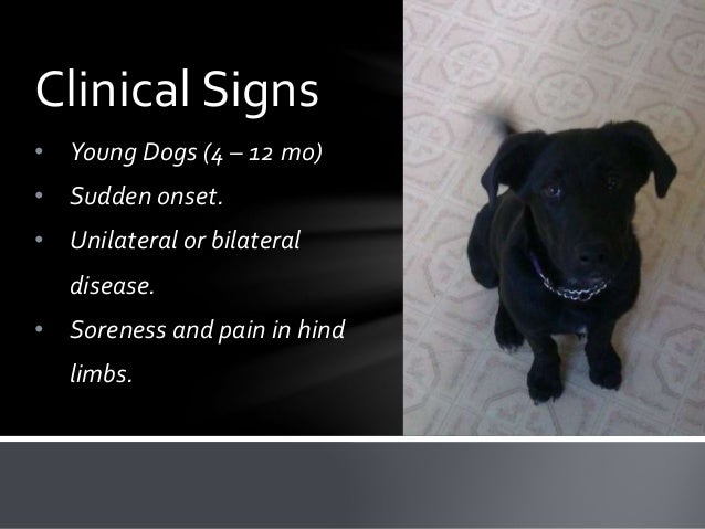 an analysis of the canine hip dysplasia in dogs Pioneering the diagnosis of canine hip dysplasia is a heritable disease that afflicts millions of dogs each and a medical database for scientific analysis. an analysis of the canine hip dysplasia in dogs Pioneering the diagnosis of canine hip dysplasia is a heritable disease that afflicts millions of dogs each and a medical database for scientific analysis.