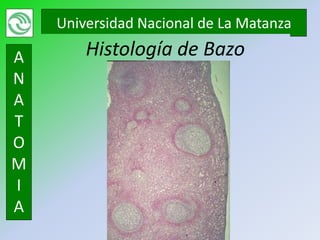 Universidad Nacional de La Matanza

A       Histología de Bazo
N
A
T
O
M
I
A
 