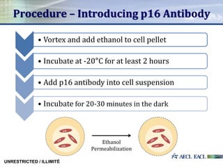 Procedure – Introducing p16 Antibody
UNRESTRICTED / ILLIMITÉ
Ethanol
Permeabilization
• Vortex and add ethanol to cell pellet
• Incubate at -20°C for at least 2 hours
• Add p16 antibody into cell suspension
• Incubate for 20-30 minutes in the dark
 