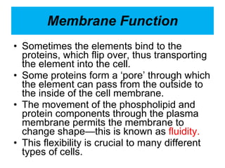 Membrane Function Sometimes the elements bind to the proteins, which flip over, thus transporting the element into the cell. Some proteins form a ‘pore’ through which the element can pass from the outside to the inside of the cell membrane. The movement of the phospholipid and protein components through the plasma membrane permits the membrane to change shape—this is known as  fluidity. This flexibility is crucial to many different types of cells. 