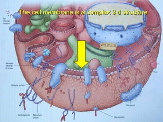 The cell membrance is a complex 3d circular structure The cell membrane is a complex 3 d structure . 