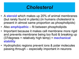 Cholesterol A  steroid  which makes up 20% of animal membranes (but rarely found in plants) (in humans cholesterol is present in almost same proportion as phospholipids) Also  amphipathic  – fit between phospholipids Important because it makes cell membrane more rigid and prevents membrane being too fluid & breaking up (37degrees = relatively high temp) =  mechanical stability Hydrophobic regions prevent ions & polar molecules passing through – especially important in neurons 