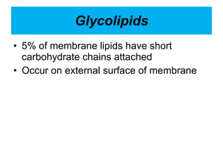 Glycolipids 5% of membrane lipids have short carbohydrate chains attached Occur on external surface of membrane 