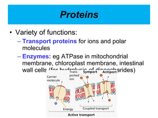 Proteins Variety of functions: Transport proteins  for ions and polar molecules Enzymes:  eg ATPase in mitochondrial membrane, chloroplast membrane, intestinal wall cells (for hydrolysis of disaccharides) 