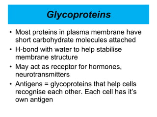 Glycoproteins Most proteins in plasma membrane have short carbohydrate molecules attached H-bond with water to help stabilise membrane structure May act as receptor for hormones, neurotransmitters Antigens = glycoproteins that help cells recognise each other. Each cell has it’s own antigen 