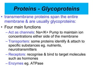 Proteins - Glycoproteins transmembrane proteins span the entire membrane & are usually glycoproteins: Four main functions Act as channels : Na+/K+ Pump to maintain ion concentrations either side of the membrane Transporters:  some proteins identify & attach to specific substances eg. nutrients, neurotransmitters  Receptors:  recognise & bind to target molecules such as hormones Enzymes  eg. ATPase 