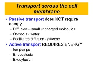 Transport across the cell membrane Passive transport  does NOT require energy Diffusion – small uncharged molecules Osmosis - water Facilitated diffusion - glucose Active transport  REQUIRES ENERGY Ion pumps Endocytosis Exocytosis 