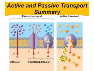 Active and Passive Transport Summary 