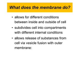 What does the membrane do? allows for different conditions between inside and outside of cell subdivides cell into compartments with different internal conditions  allows release of substances from cell via vesicle fusion with outer membrane:  