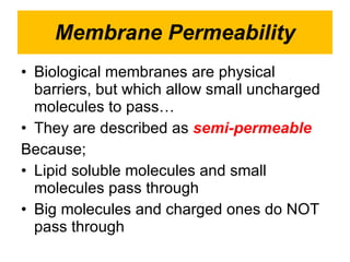Membrane Permeability Biological membranes are physical barriers, but which allow small uncharged molecules to pass… They are described as  semi-permeable Because; Lipid soluble molecules and small molecules pass through Big molecules and charged ones do NOT pass through  