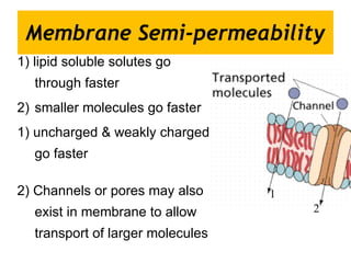 Membrane Semi-permeability 1) lipid soluble solutes go through faster smaller molecules go faster 1) uncharged & weakly charged go faster 2) Channels or pores may also exist in membrane to allow transport of larger molecules 1 2 