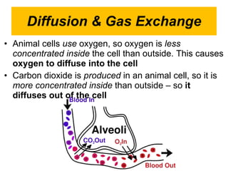 Diffusion & Gas Exchange Animal cells  use  oxygen, so oxygen is  less concentrated inside  the cell than outside. This causes  oxygen to diffuse into the cell Carbon dioxide is  produced  in an animal cell, so it is  more concentrated inside  than outside – so  it diffuses out of the cell 