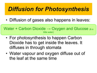 Diffusion for Photosynthesis Diffusion of gases also happens in leaves: For photosynthesis to happen Carbon Dioxide has to get inside the leaves. It diffuses in through stomata Water vapour and oxygen diffuse out of the leaf at the same time Water + Carbon Dioxide -> Oxygen and Glucose  (& a little water) 