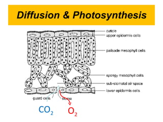 Diffusion & Photosynthesis CO 2 O 2 