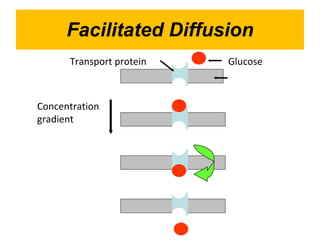 Facilitated Diffusion Glucose Transport protein Concentration gradient 