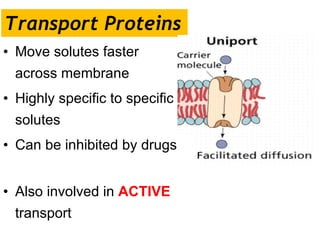 Transport Proteins Move solutes faster across membrane Highly specific to specific solutes Can be inhibited by drugs  Also involved in  ACTIVE   transport 