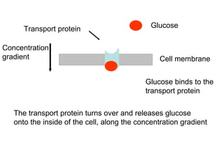 Glucose Cell membrane Transport protein Glucose binds to the transport protein The transport protein turns over and releases glucose onto the inside of the cell, along the concentration gradient Concentration gradient 