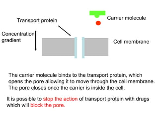 Carrier molecule Cell membrane Transport protein The carrier molecule binds to the transport protein, which opens the pore allowing it to move through the cell membrane. The pore closes once the carrier is inside the cell. Concentration gradient It is possible to  stop the action  of transport protein with drugs which will  block the pore. 