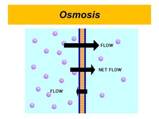 Osmosis 