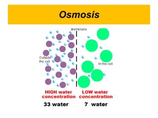 Osmosis 