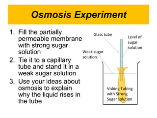 Osmosis Experiment Fill the partially permeable membrane with strong sugar solution Tie it to a capillary tube and stand it in a weak sugar solution Use your ideas about osmosis to explain why the liquid rises in the tube Glass tube Level of sugar solution Weak sugar solution Visking Tubing with Strong Sugar solution 