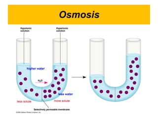 Osmosis 