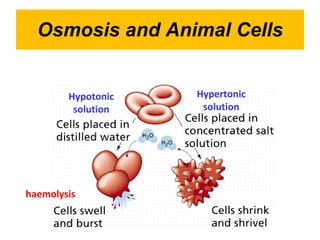 Osmosis and Animal Cells haemolysis Hypotonic solution Hypertonic solution 
