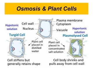 Osmosis & Plant Cells Turgid Cell Plasmolysed Cell Hypotonic solution Hypertonic solution 