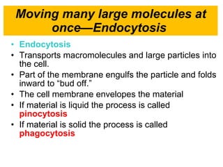 Moving many large molecules at once—Endocytosis  Endocytosis  Transports macromolecules and large particles into the cell. Part of the membrane engulfs the particle and folds inward to “bud off.” The cell membrane envelopes the material  If material is liquid the process is called  pinocytosis If material is solid the process is called  phagocytosis 