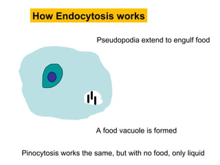 Pseudopodia extend to engulf food A food vacuole is formed Pinocytosis works the same, but with no food, only liquid How Endocytosis works 